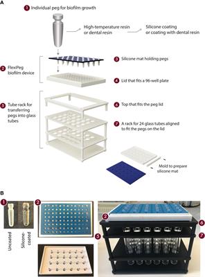 Modular 3D-Printed Peg Biofilm Device for Flexible Setup of Surface-Related Biofilm Studies